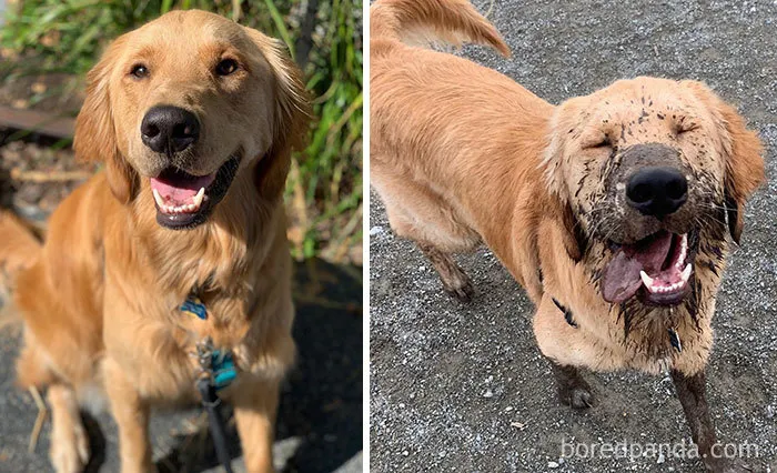 It’s Safe To Say Wrigley Had The Most Fun At The Park Yesterday