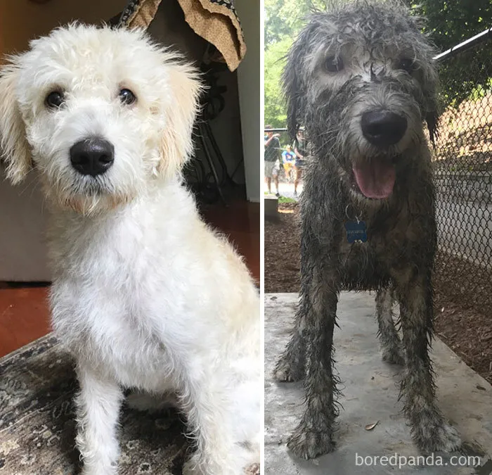 Sunday Funday! Dog Park + Mud Puddles + Puppacinos