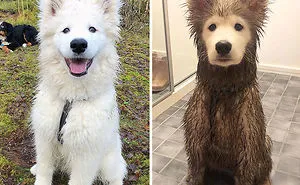 30 Reasons You Should Never Let Your Dog Play In The Mud (New Pics)