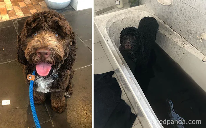 ¿Alguien sabe cómo limpiar el baño?