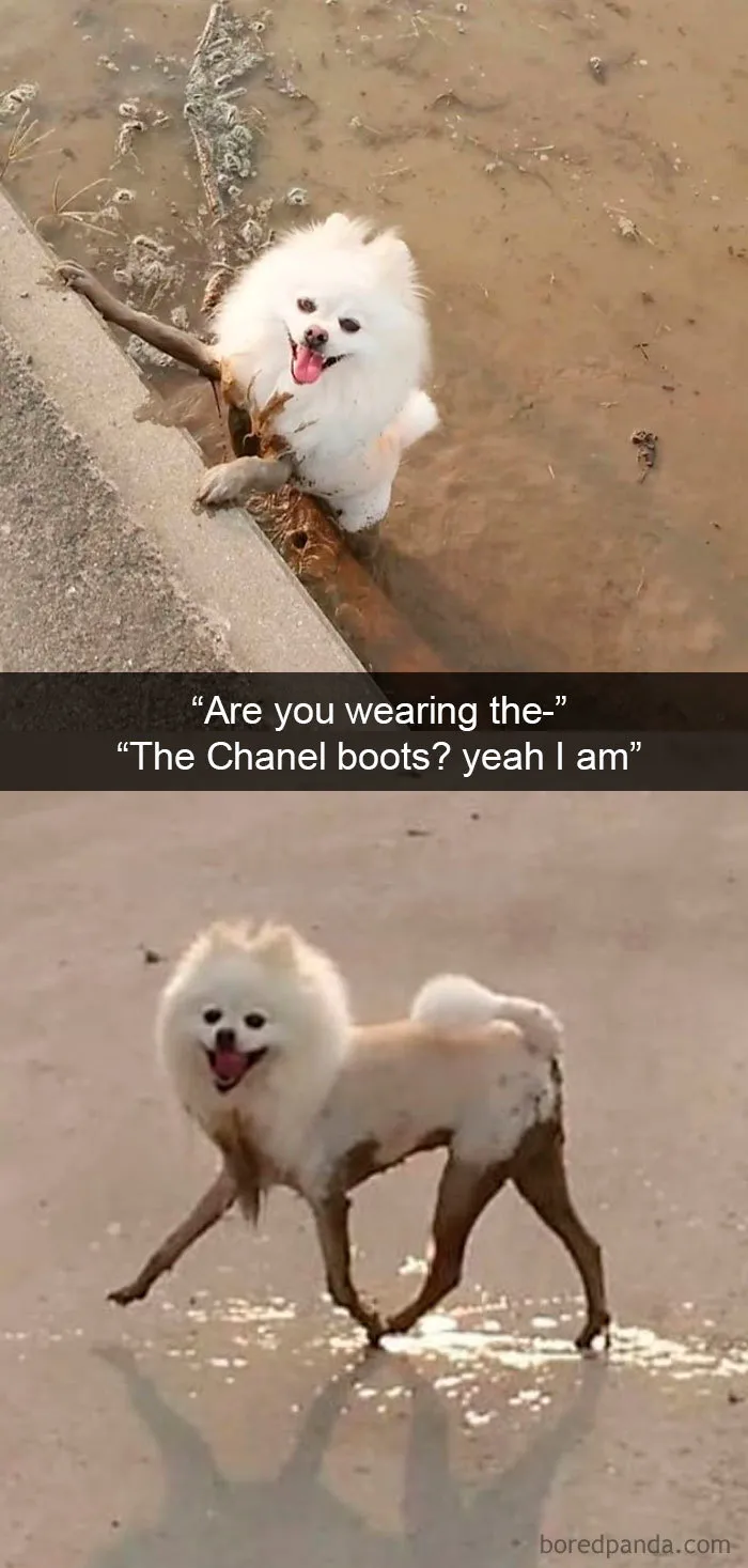 40 Funny And Cute Dog Snapchats That Will Hopefully Make Your Day