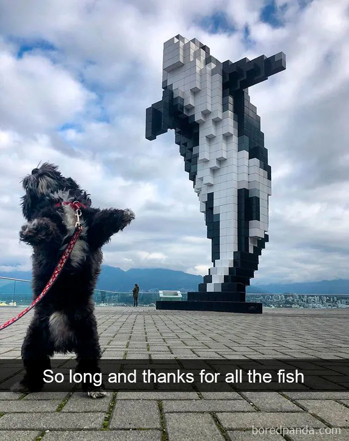 40 Funny And Cute Dog Snapchats That Will Hopefully Make Your Day