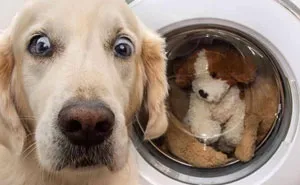 40 Funny And Cute Dog Snapchats That Will Hopefully Make Your Day