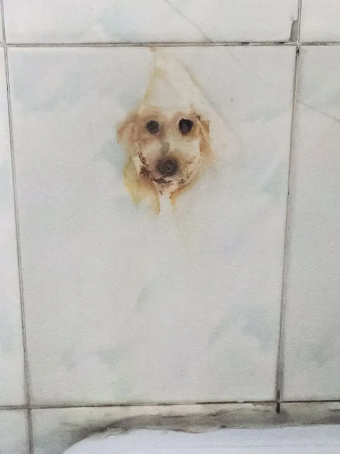 Parece un perro adorable pero solo es óxido