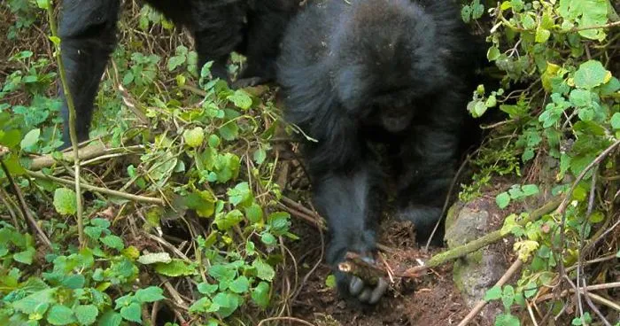 Astonishing Picture Shows Two Young Gorillas Dismantling The Traps Set By The Poachers That Killed Their Friend