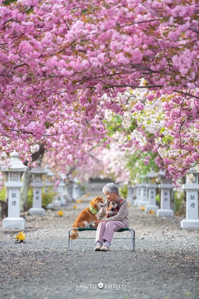 Este fotógrafo capta el conmovedor vínculo entre su abuela y su shiba inu en 30 preciosas fotos