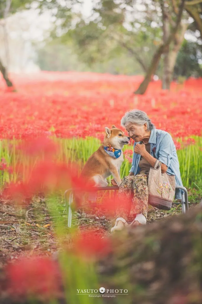 Este fotógrafo capta el conmovedor vínculo entre su abuela y su shiba inu en 30 preciosas fotos
