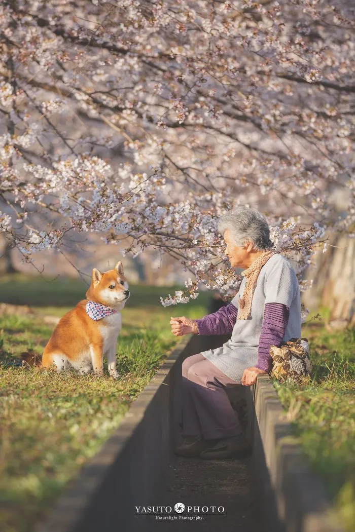 Este fotógrafo capta el conmovedor vínculo entre su abuela y su shiba inu en 30 preciosas fotos