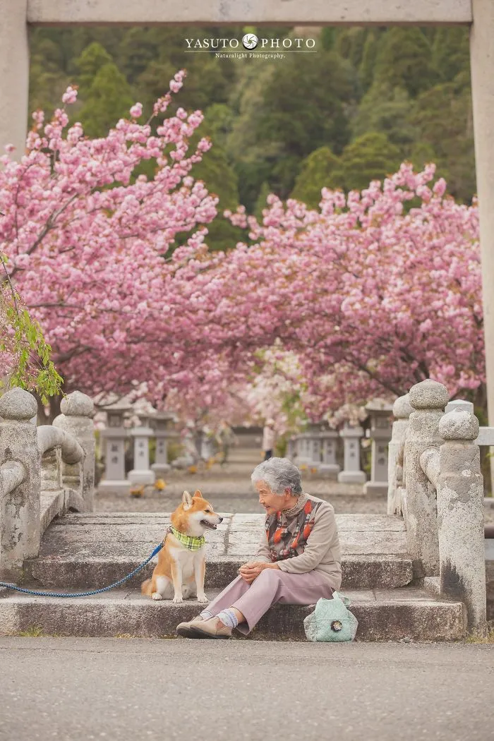 Este fotógrafo capta el conmovedor vínculo entre su abuela y su shiba inu en 30 preciosas fotos