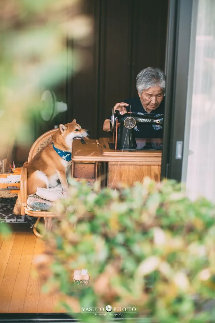 Grandson Captures The Heartwarming Bond Between His Grandma And Her Shiba Inu In 30 Beautiful Pics