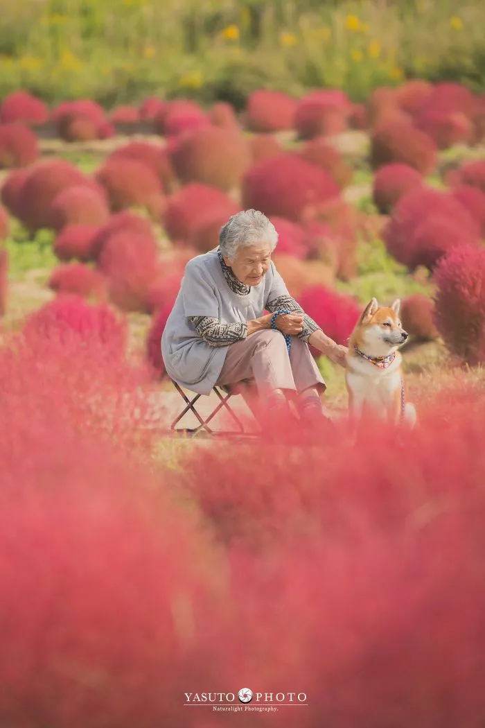 Este fotógrafo capta el conmovedor vínculo entre su abuela y su shiba inu en 30 preciosas fotos