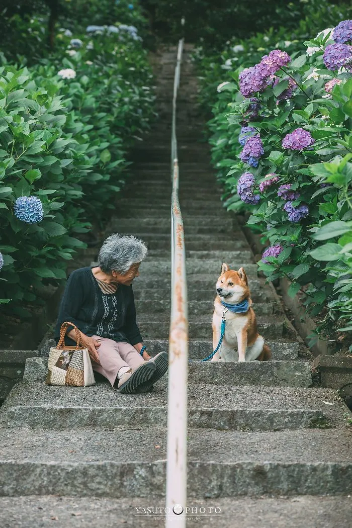 Este fotógrafo capta el conmovedor vínculo entre su abuela y su shiba inu en 30 preciosas fotos