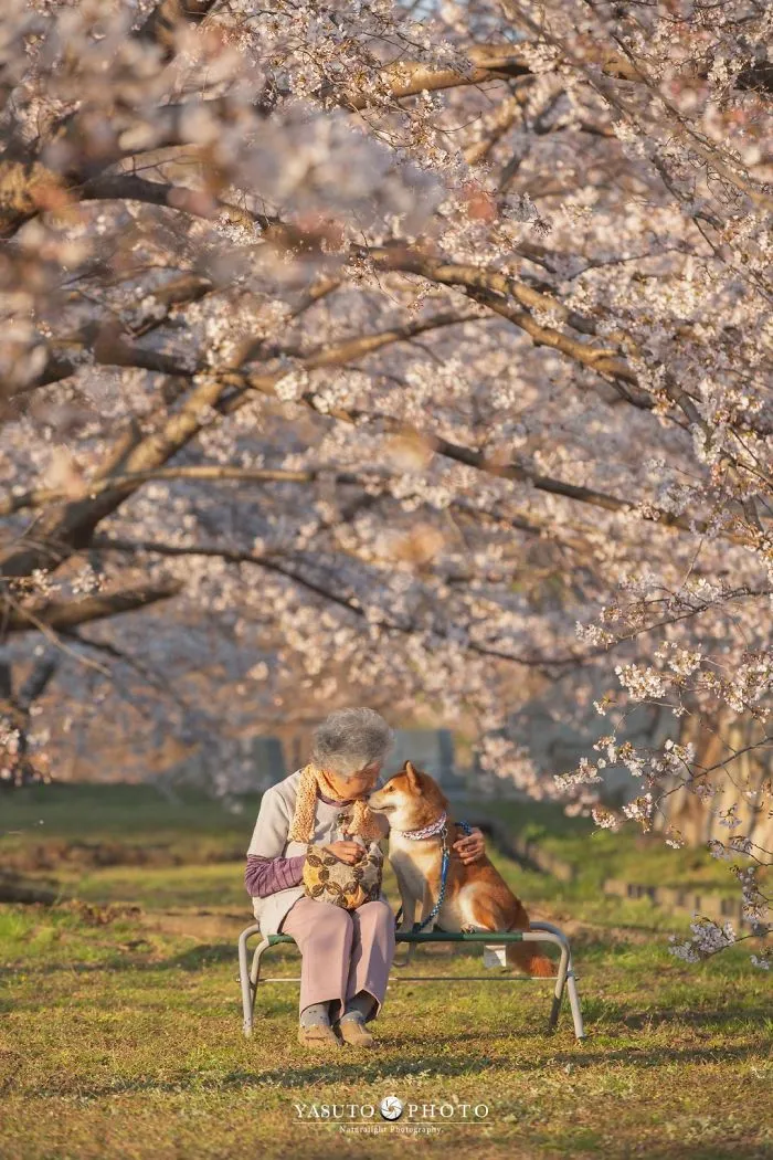 Este fotógrafo capta el conmovedor vínculo entre su abuela y su shiba inu en 30 preciosas fotos