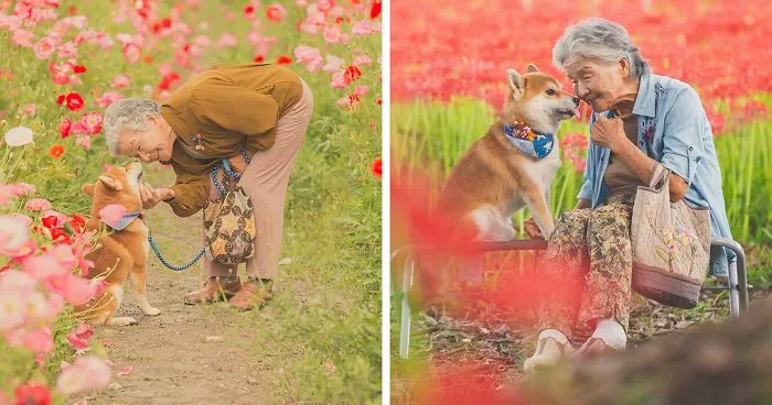 Este fotógrafo capta el conmovedor vínculo entre su abuela y su shiba inu en 30 preciosas fotos