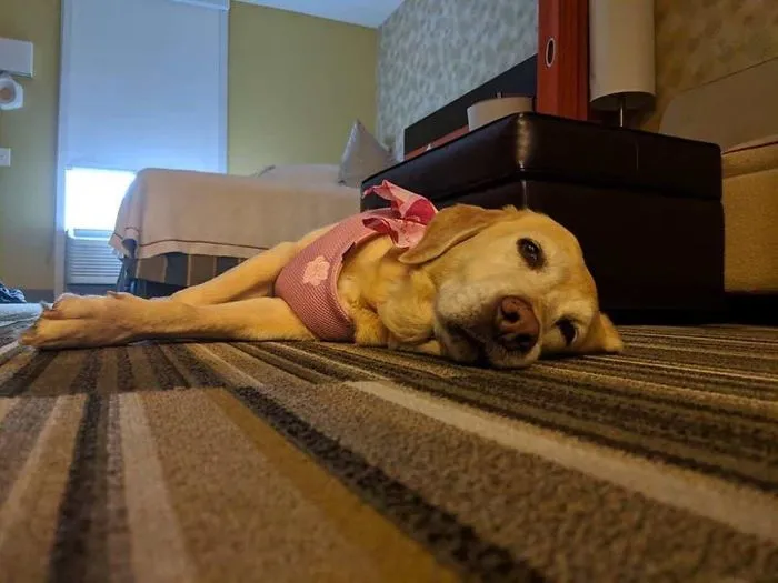 This Hotel Lets Guests Foster Dogs During Their Stay, And At Least 33 Of Them Have Been Adopted Afterward