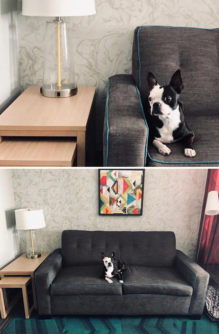 This Hotel Lets Guests Foster Dogs During Their Stay, And At Least 33 Of Them Have Been Adopted Afterward