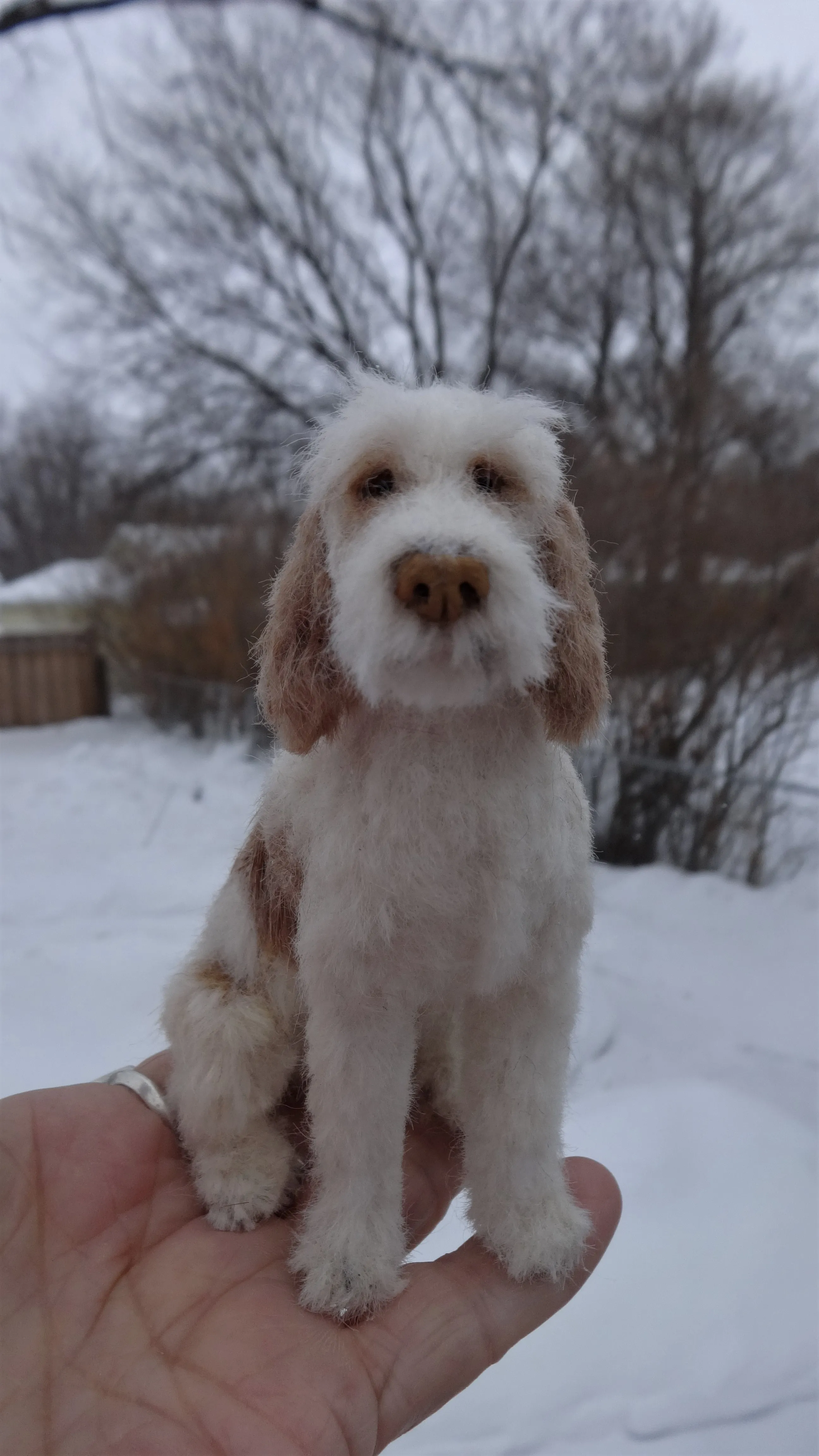 Italiano Spinone Miniature Dog
