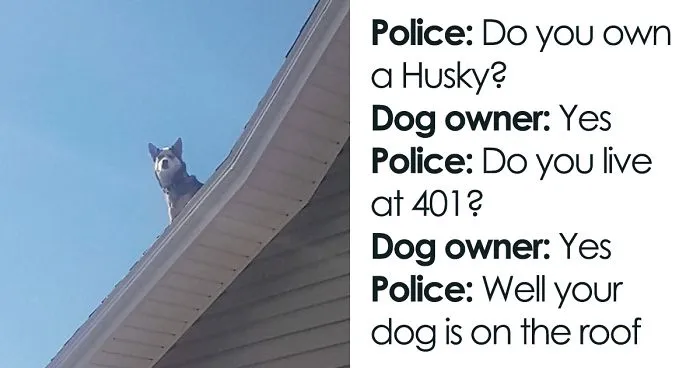 Cop Calls This Guy To Inform Him That His Husky Is Sitting On The Roof Of His House, Provides Hilarious Evidence