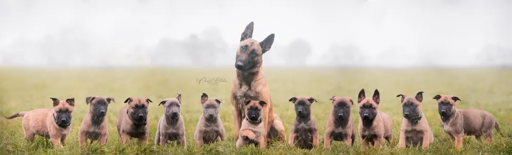 7 Photos Of Cute Puppies