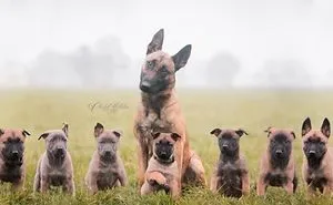 7 Photos Of Cute Puppies