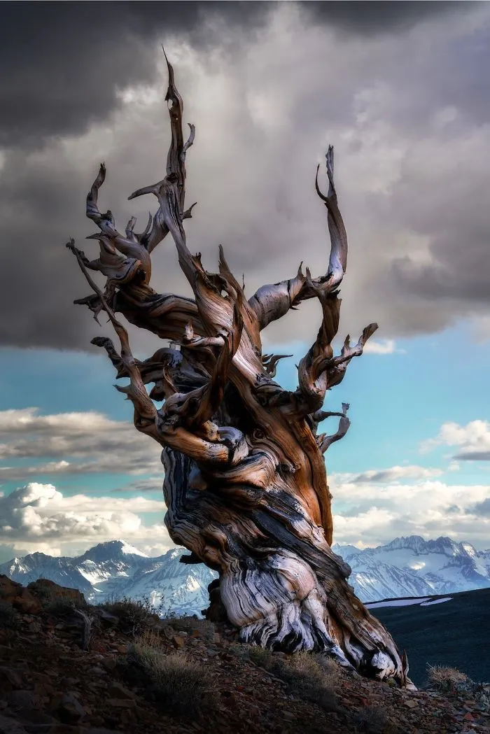 Eastern Sierra, California, USA By Carlos Cuervo