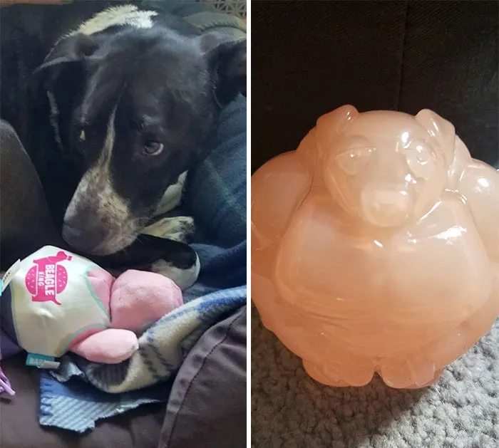 El cerdo de juguete de mi perro tenía un cerdo musculoso en su interior