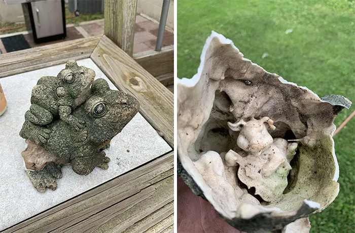 Se me rompió este adorno de jardín de 2 ranas y dentro había un cerdo tocando la guitarra