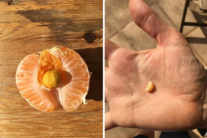 Naranja con otra mininaranja creciendo dentro