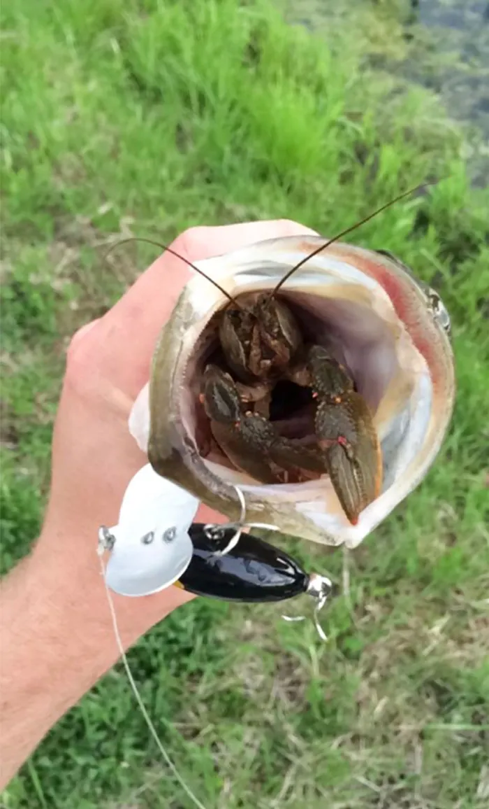 Tras pescar esta lubina tenía dentro un cangrejo de río entero