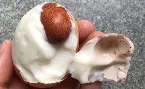 30 Times People Broke Or Opened Things And Were Surprised By What They Found Inside