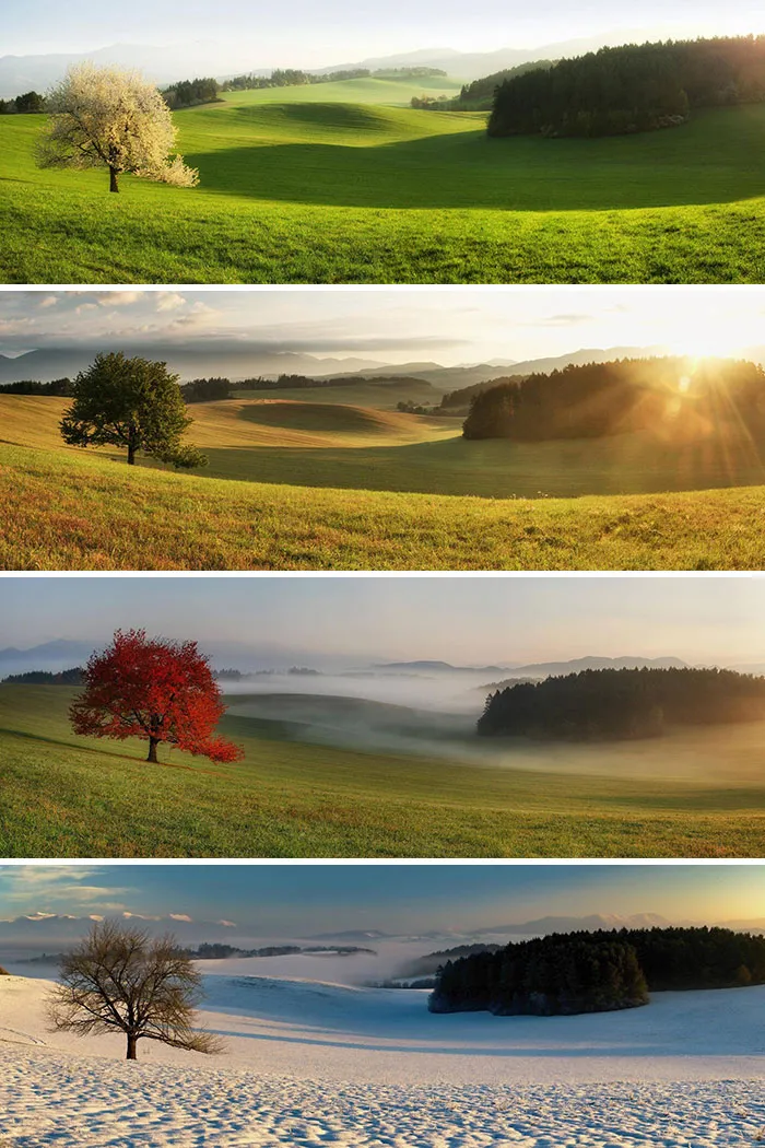 Same Tree, Different Seasons