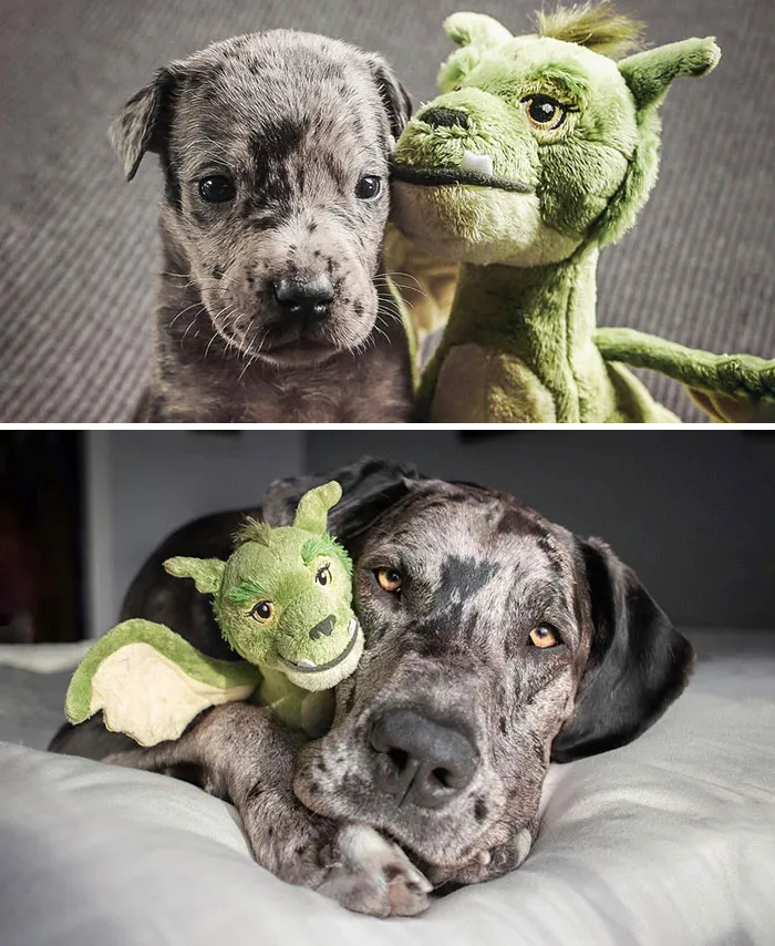 4 Weeks vs. Full Grown, With His Favorite Toy
