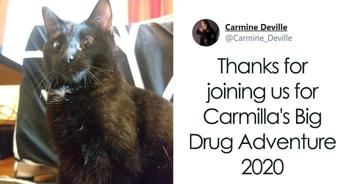 Woman Leaves A Weed Cookie Lying Unattended For A Minute, Her Cat Steals It And Eats It
