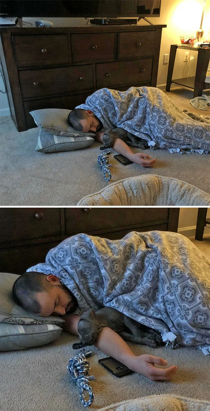 Tenemos un cachorro nuevo y no le gusta dormir solo. Me los he encontrado así