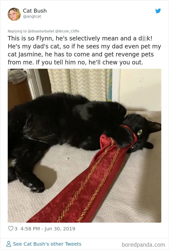 32 Funny Times People Realized How Mean Their Cats Actually Are