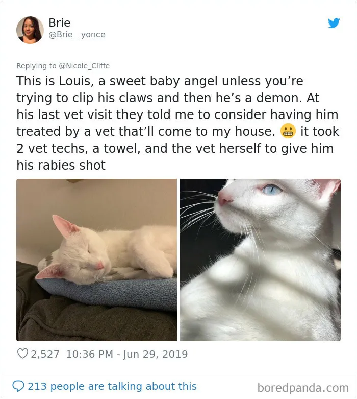 32 Funny Times People Realized How Mean Their Cats Actually Are