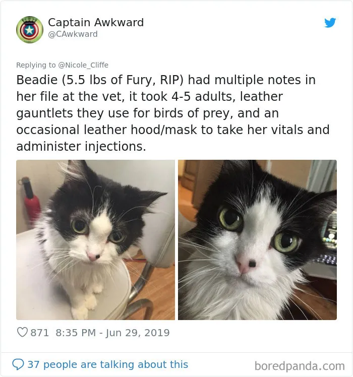 32 Funny Times People Realized How Mean Their Cats Actually Are