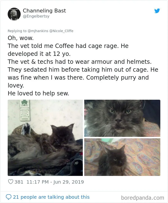 32 Funny Times People Realized How Mean Their Cats Actually Are