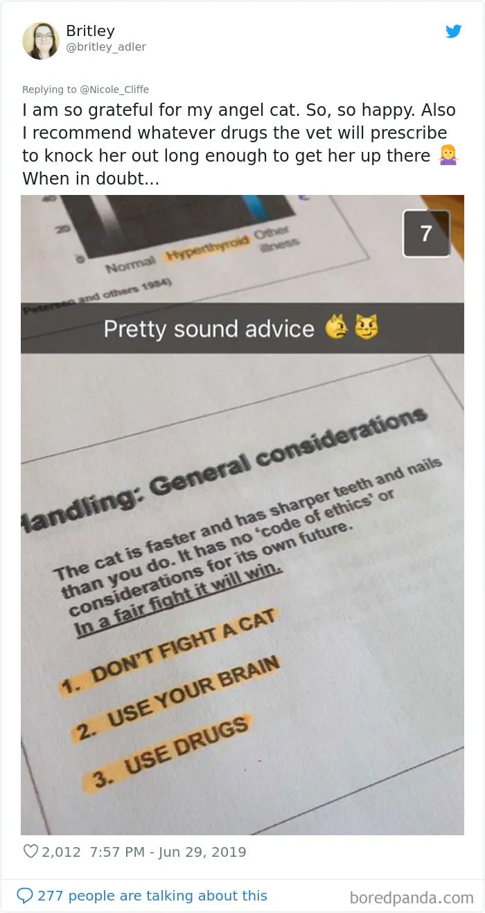 32 Funny Times People Realized How Mean Their Cats Actually Are
