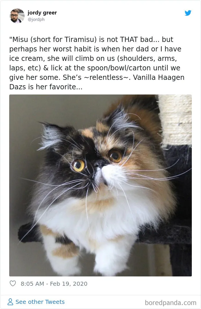 32 Funny Times People Realized How Mean Their Cats Actually Are