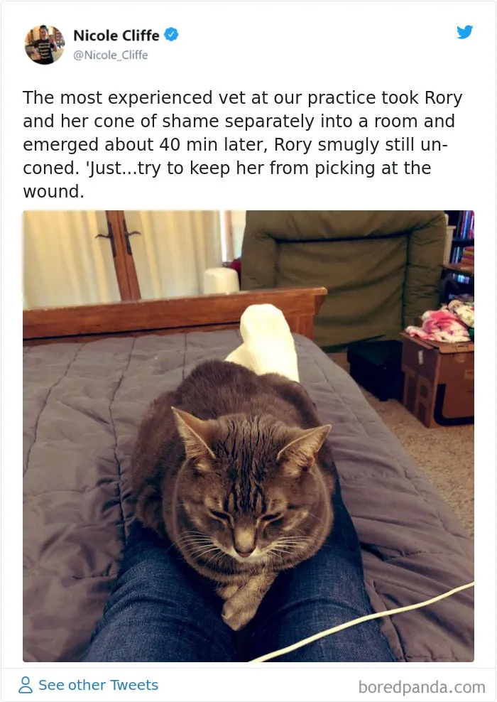 32 Funny Times People Realized How Mean Their Cats Actually Are