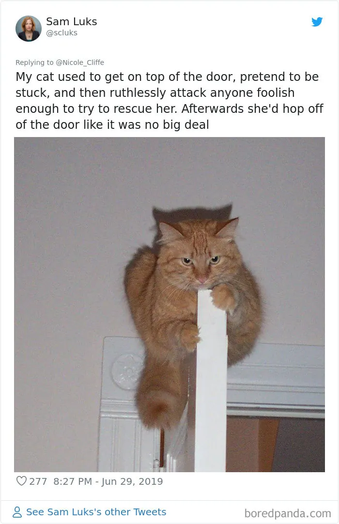32 Funny Times People Realized How Mean Their Cats Actually Are