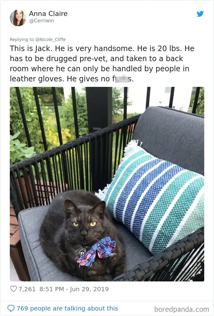 32 Funny Times People Realized How Mean Their Cats Actually Are