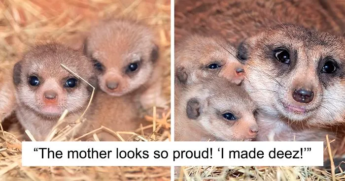 Miami Zoo Shares Meerkat Baby Photos And It's Enough To Cheer Up Your Day (11 Pics)