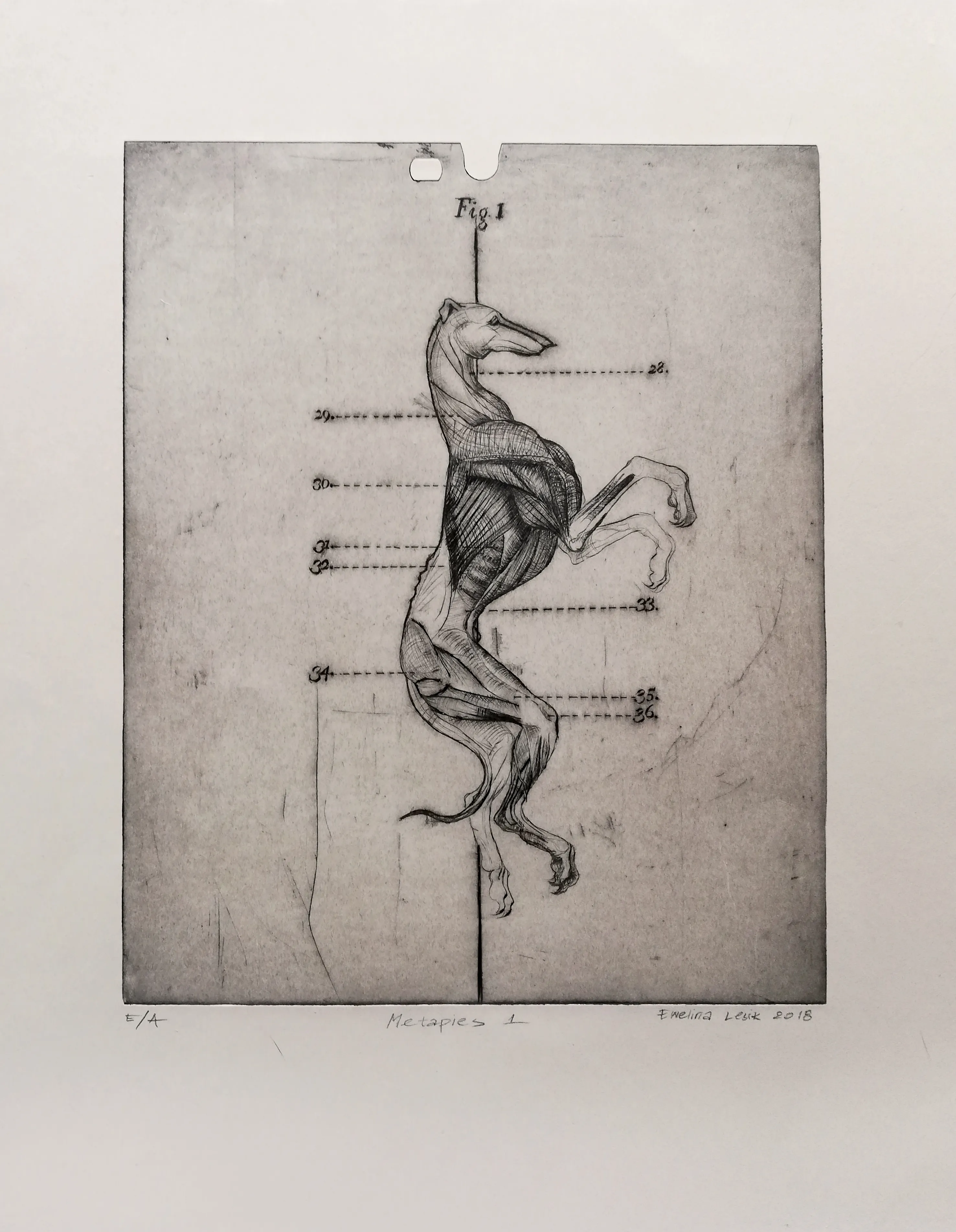 My Drypoint "Metadogs"