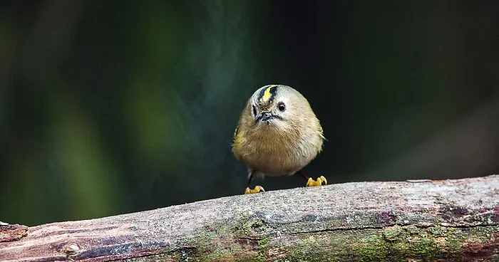 I Try To Show How Each Bird Has Their Own Unique Character In These 31 Photos