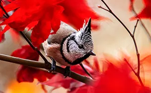 I Try To Show How Each Bird Has Their Own Unique Character In These 31 Photos