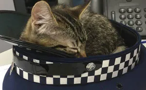 The New Zealand Police Is Winning Over The Internet With Their Adorable And Funny Posts (30 Pics)