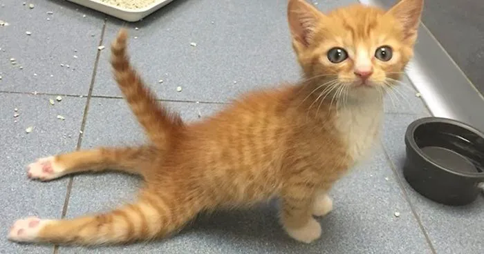 Paralyzed Kitten Couldn't Contain His Zooms After Getting A Wheelchair, Grew Up Into A Handsome Cat
