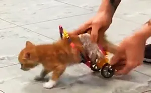 Paralyzed Kitten Couldn't Contain His Zooms After Getting A Wheelchair, Grew Up Into A Handsome Cat